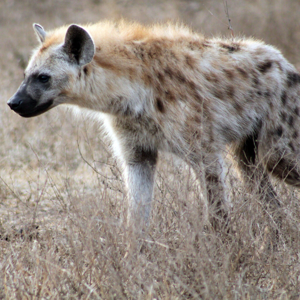 Photo of a hyena