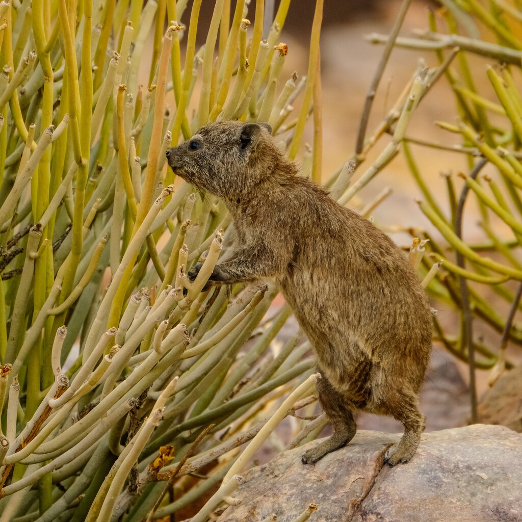 A photo of a rock hyrax standing on a rock among tall green branches.