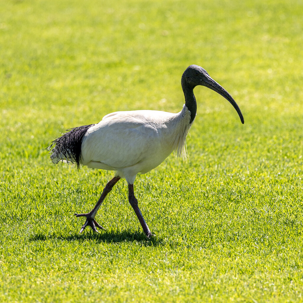 Photo of an ibis