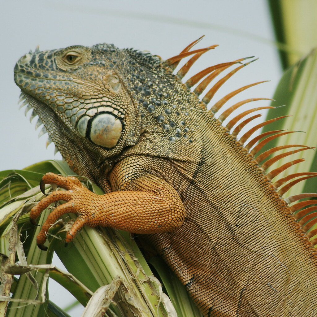 Photo of an iguana