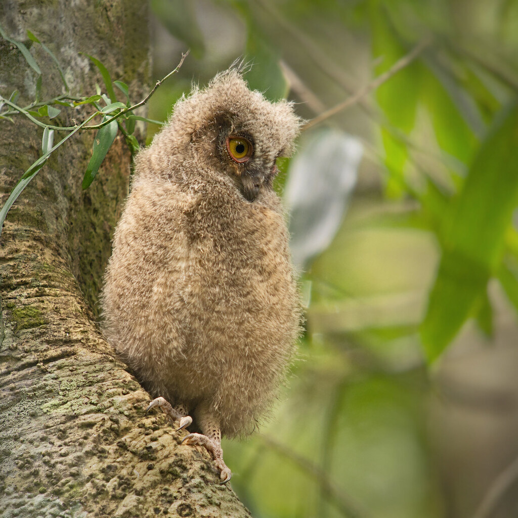 Photo of a juvenile owl