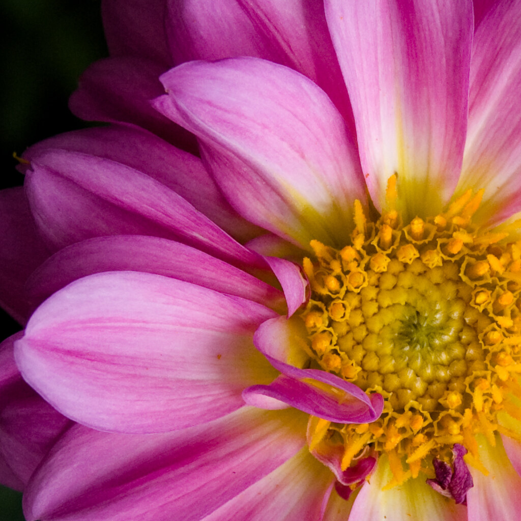 Photo of an imperfect flower