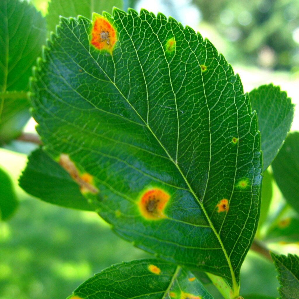 Photo of an imperfection on a leaf