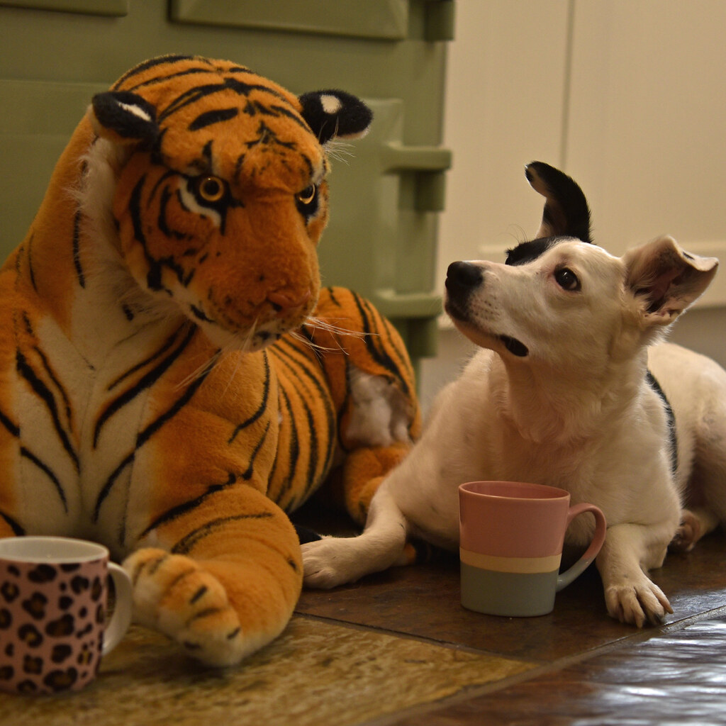 Photo of a stuffed tiger