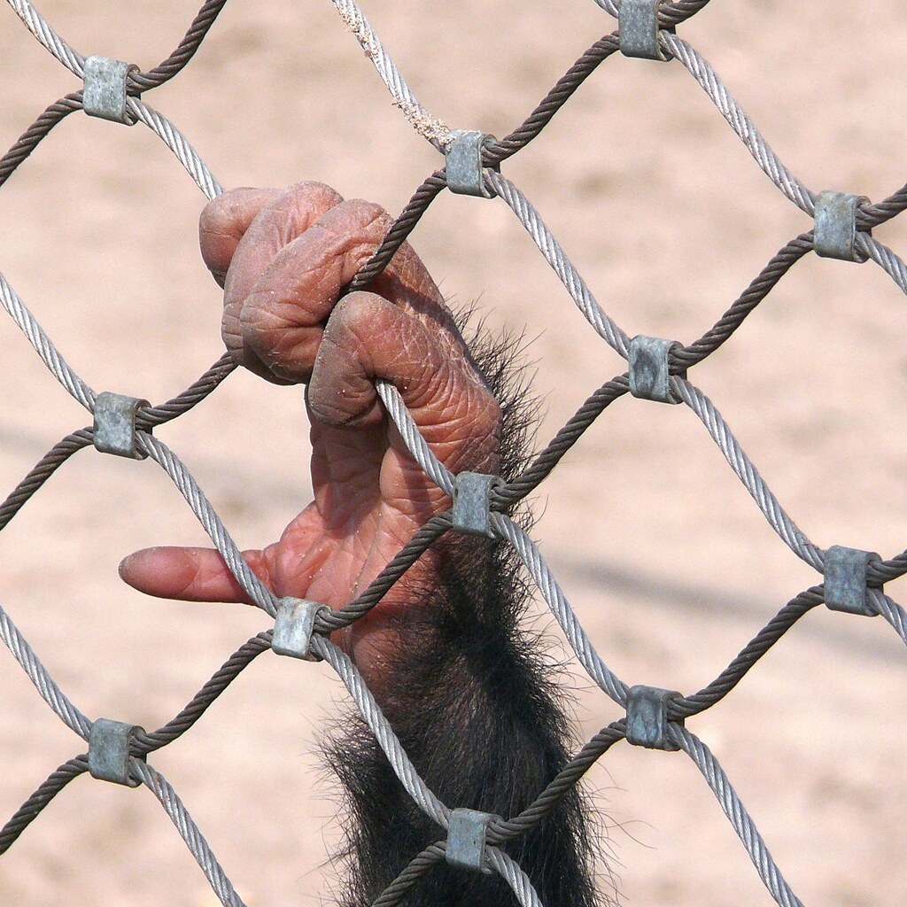 Photo of an imprisoned monkey