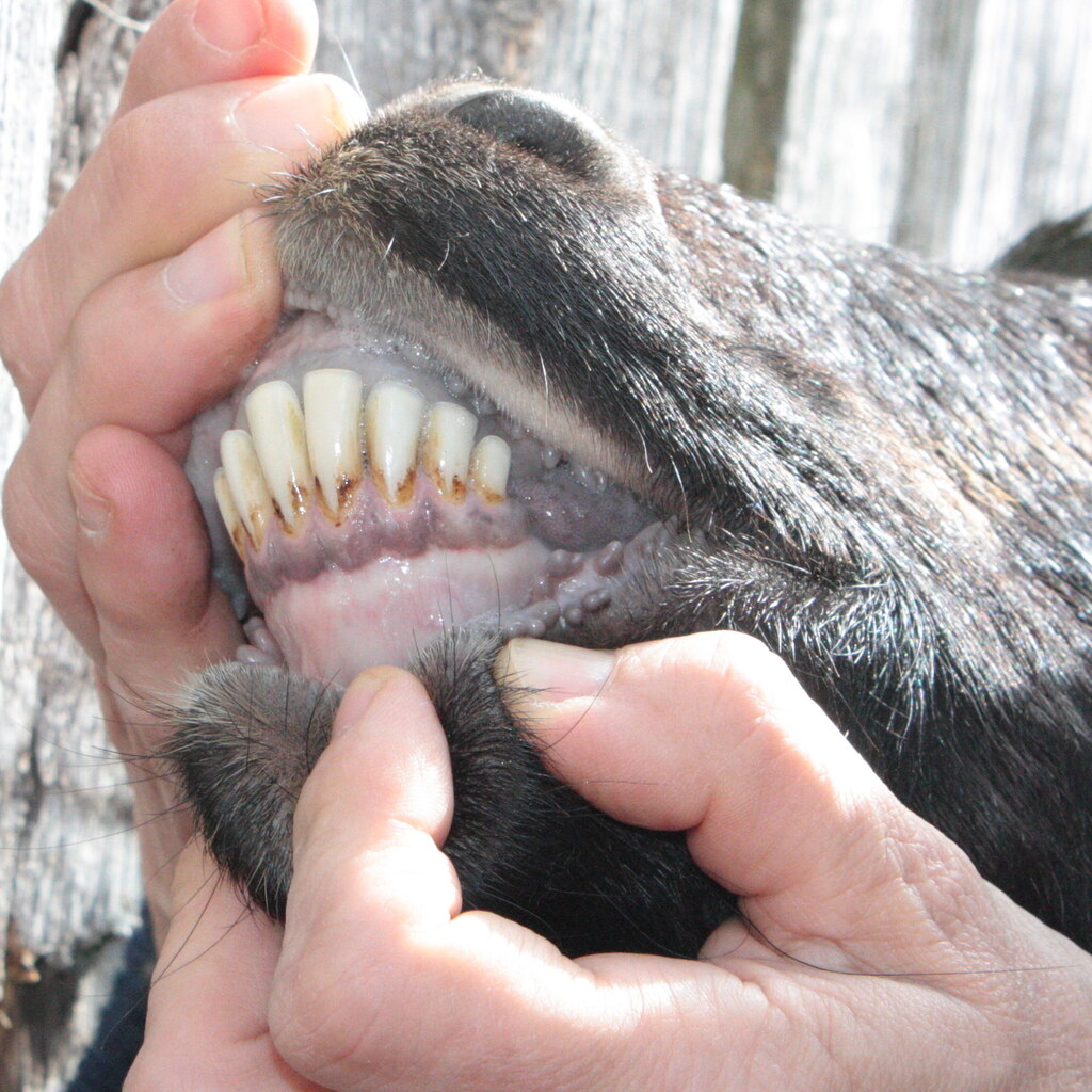 Photo of a goat's incisors