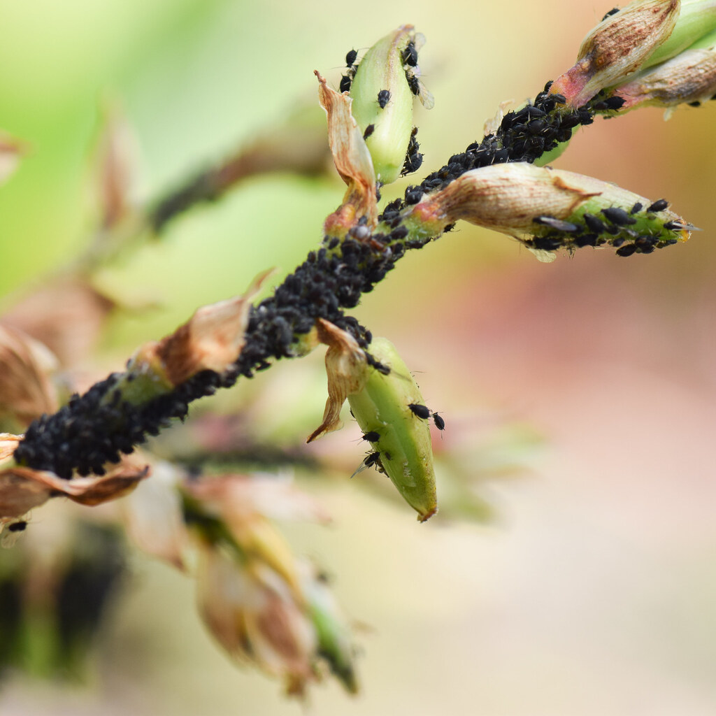 Photo of an aphid infestation