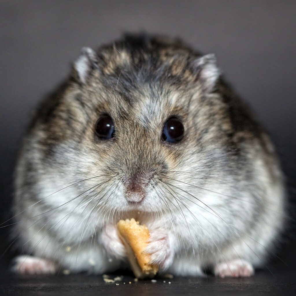 Photo of a hamster eating