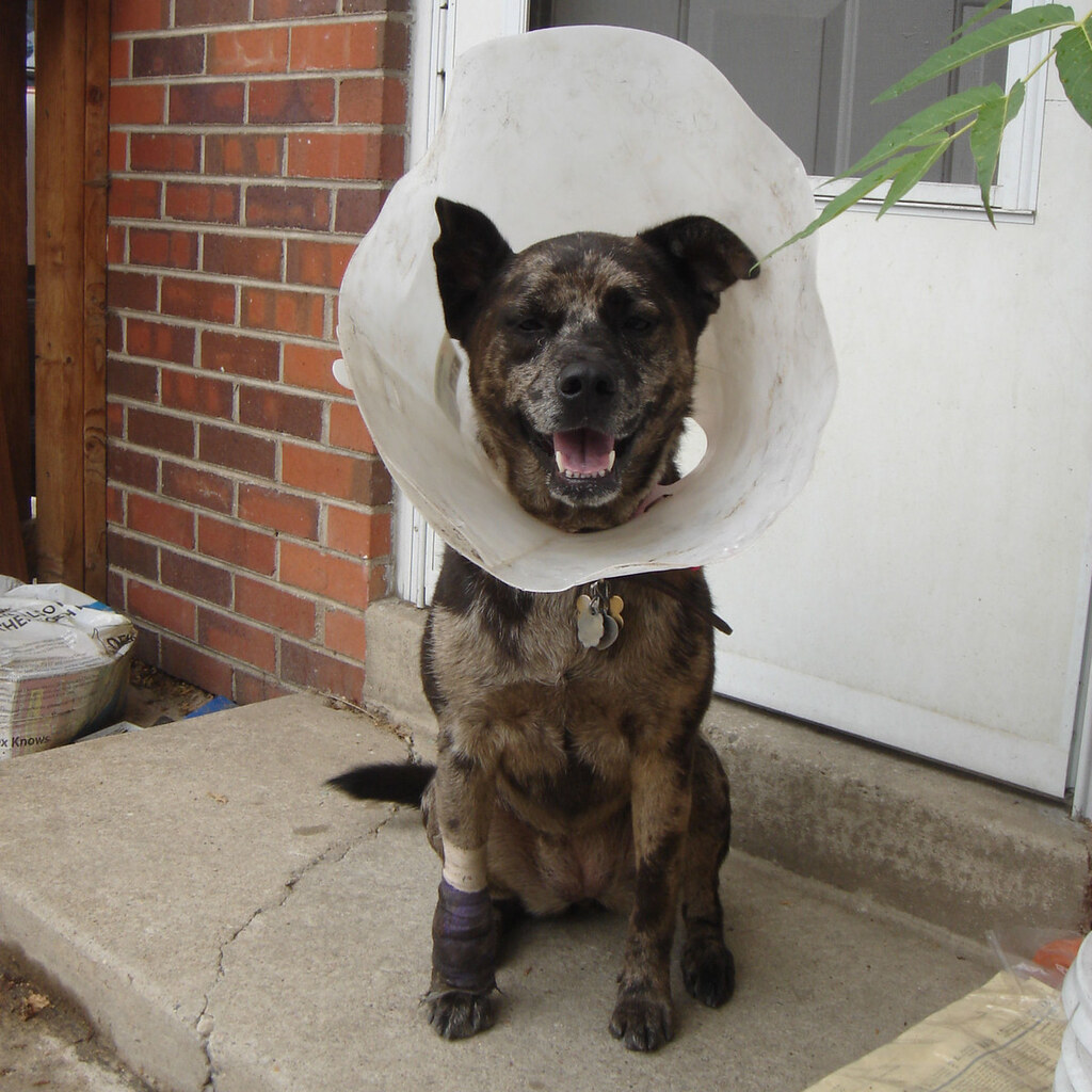 Photo of a dog with an injured leg
