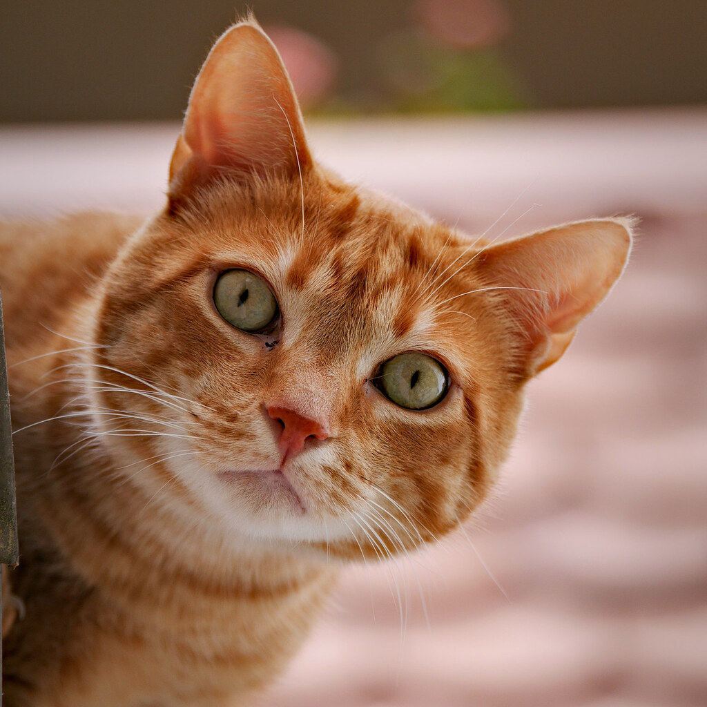 An inquisitive cat