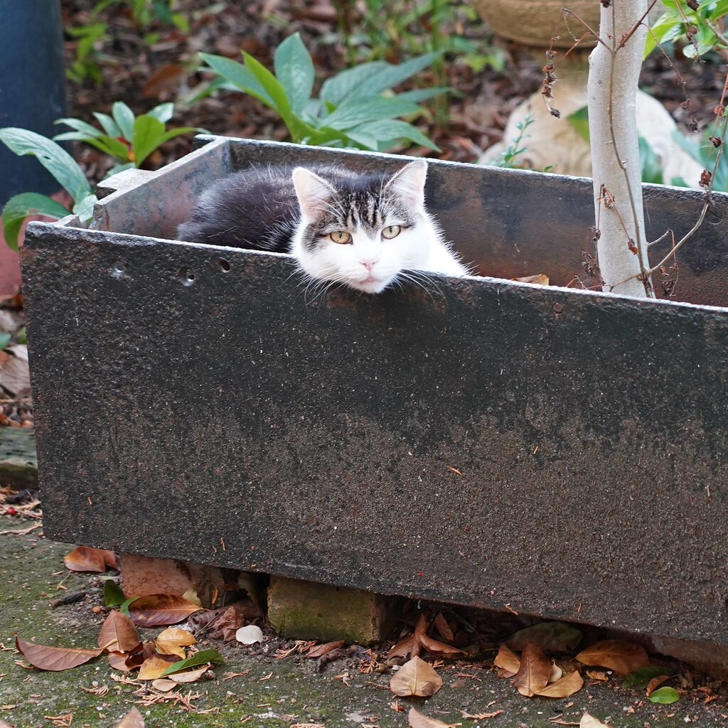 Photo of a cat inside a box.