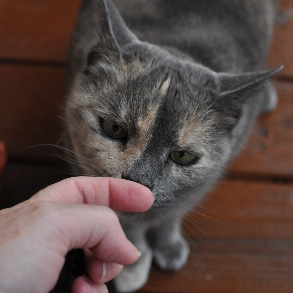 A cat investigating a new human