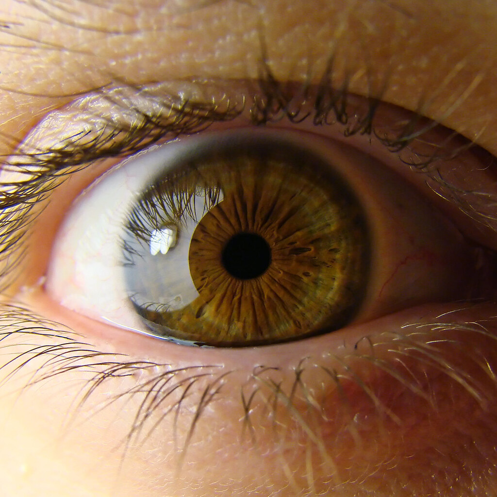 Photo of an iris