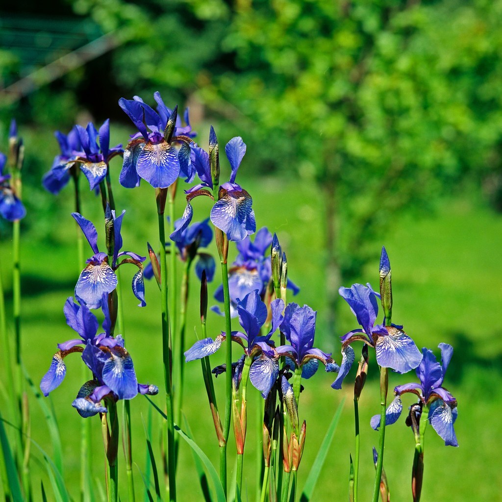 Photo of iris flowers