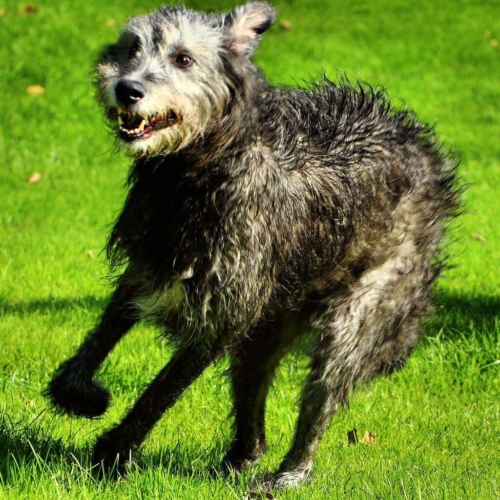 Photo of an Irish Wolfhound