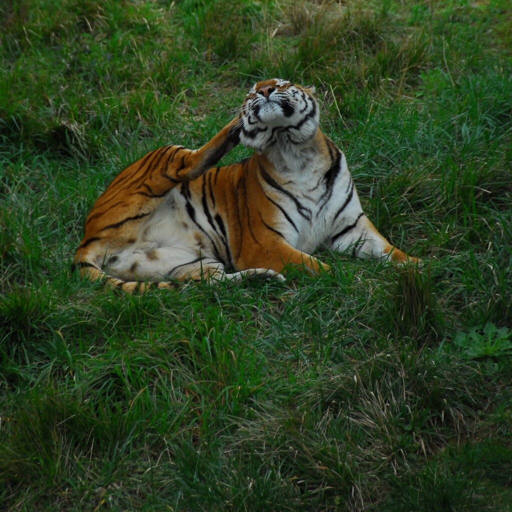 Photo of a tiger scratching its ear