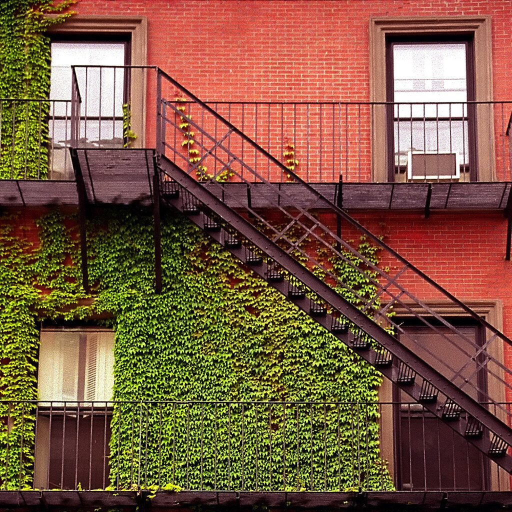 Photo of a wall covered in ivy