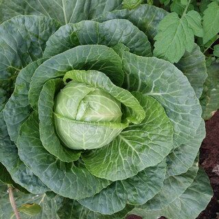Cabbage
