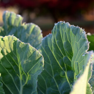 Collard greens