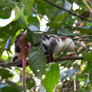 Cuscus