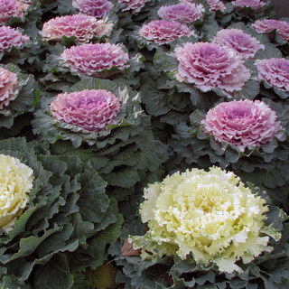 Kale