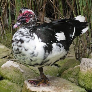Muscovy