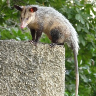 Opossum