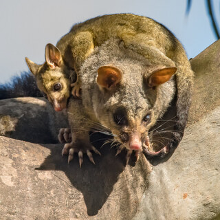 Possum