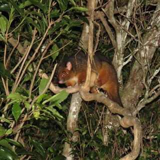 Ringtail possum