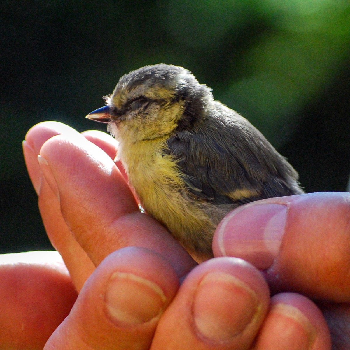 A photo of hands holding a bird