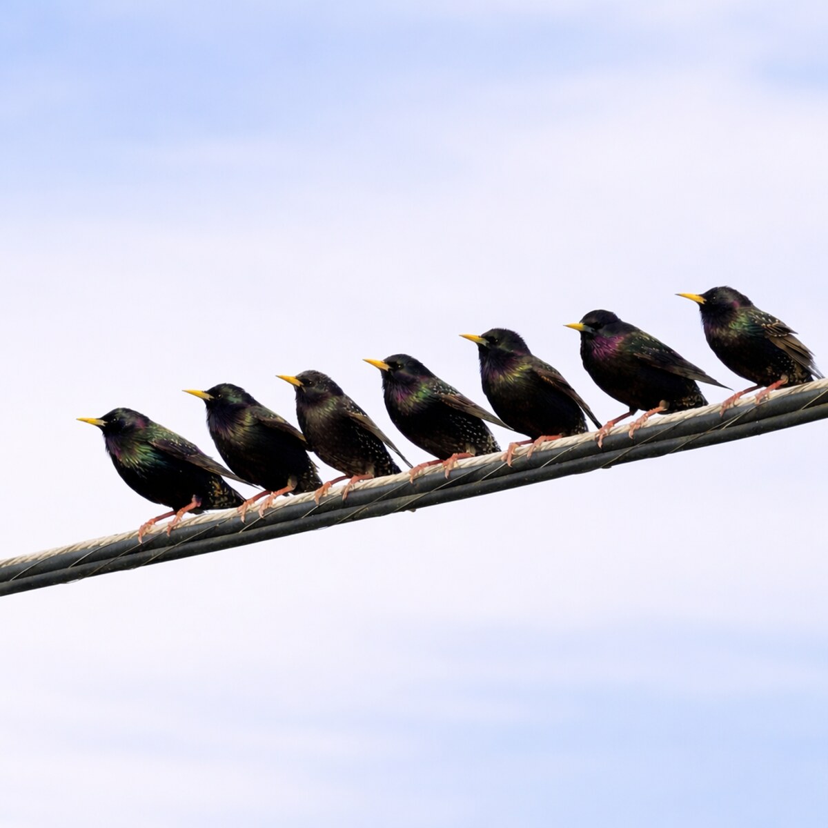 Photo of a row of starlings on a wire