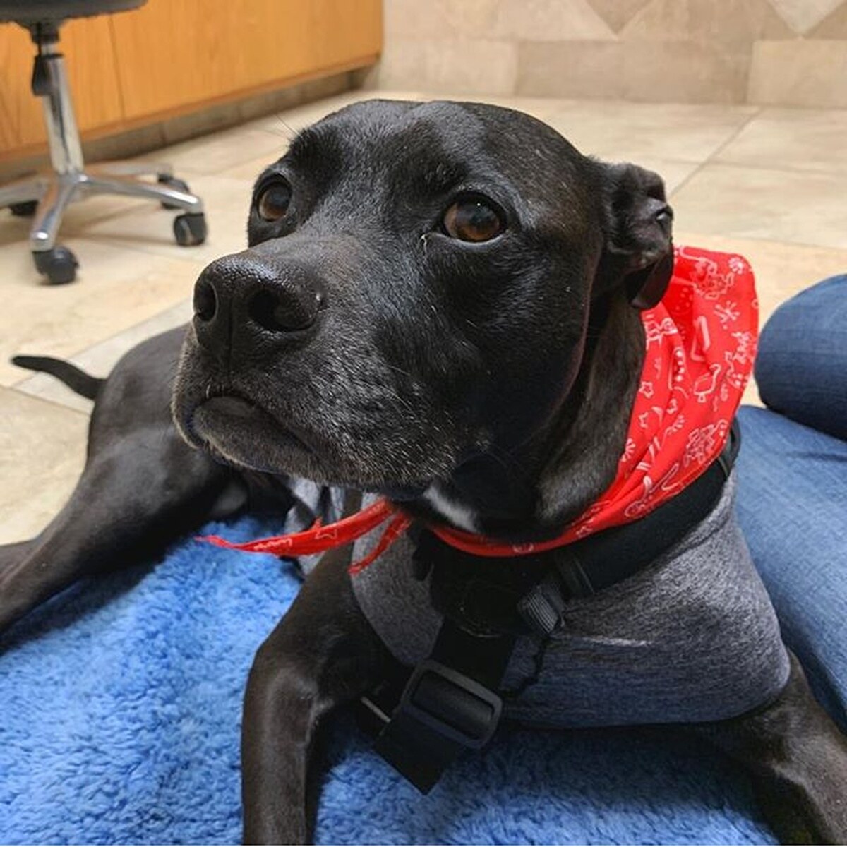 Photo of a dog giving the side eye