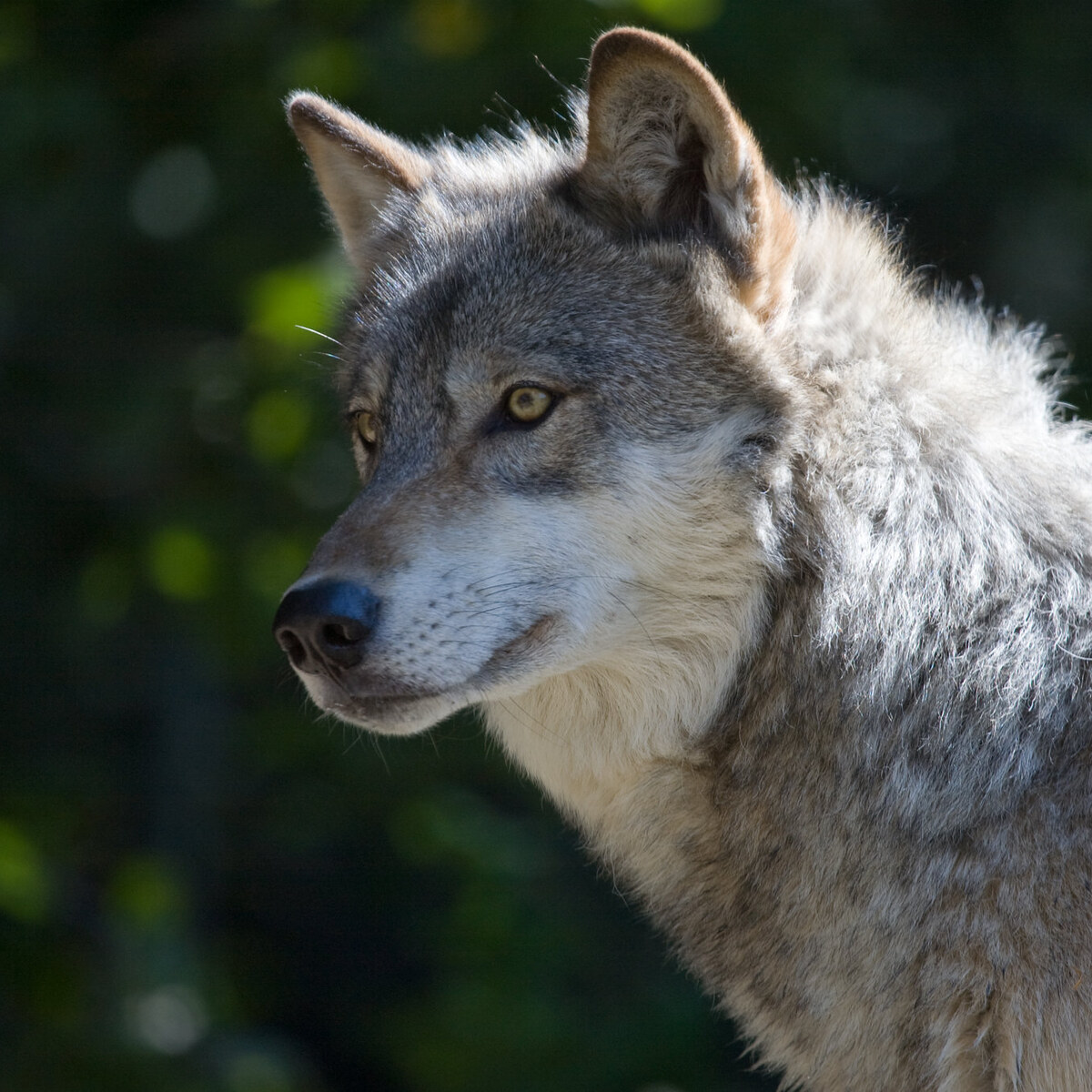 Photo of a wolf