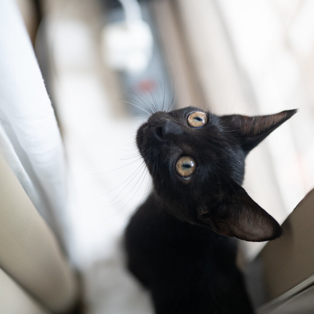 Photo of a curious cat