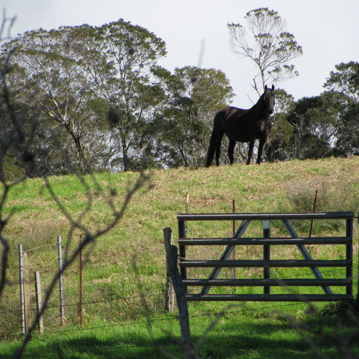 Photo of a dark horse