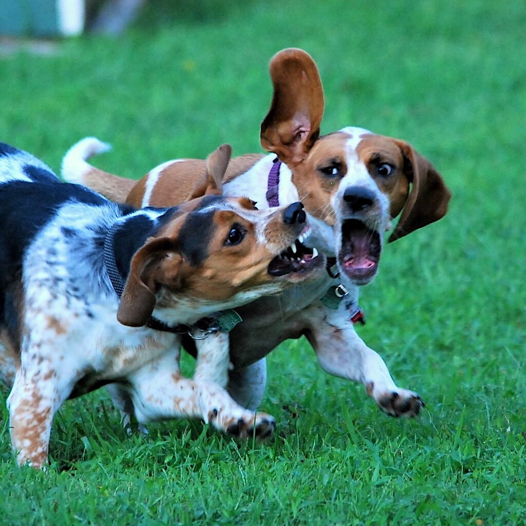 Photo of two dogs fighting
