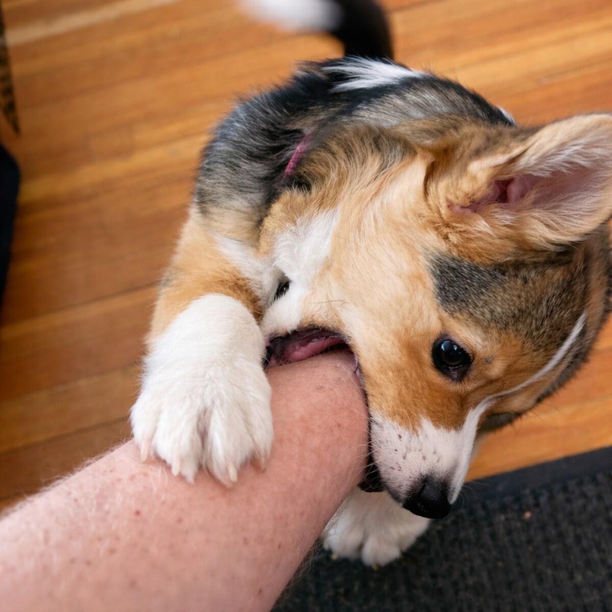 Altered photo of a puppy biting its owner
