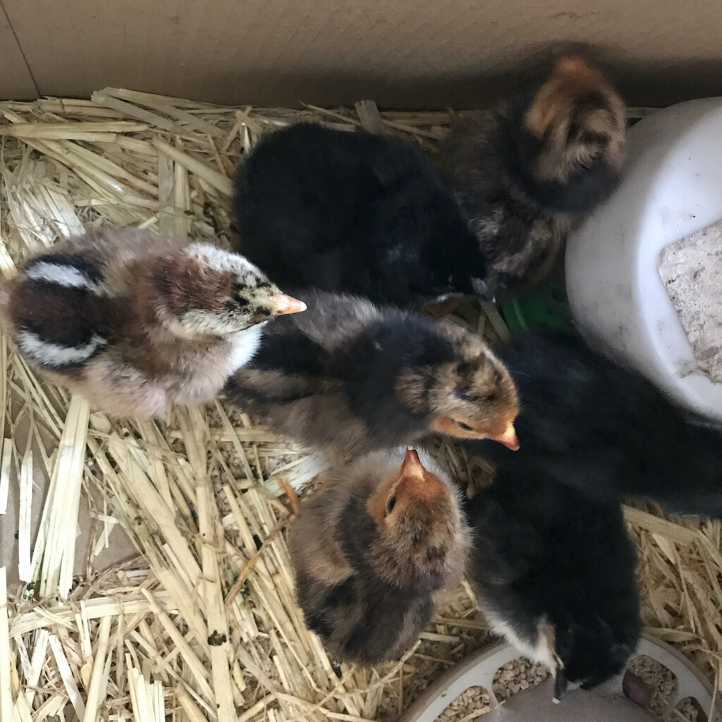 Photo of some newly hatched chicks