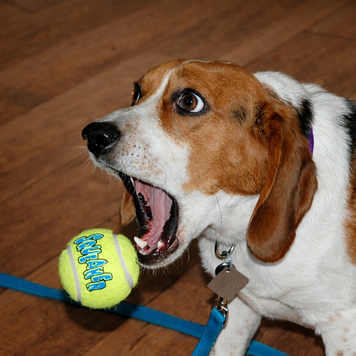 Altered photo of a dog dropping a ball