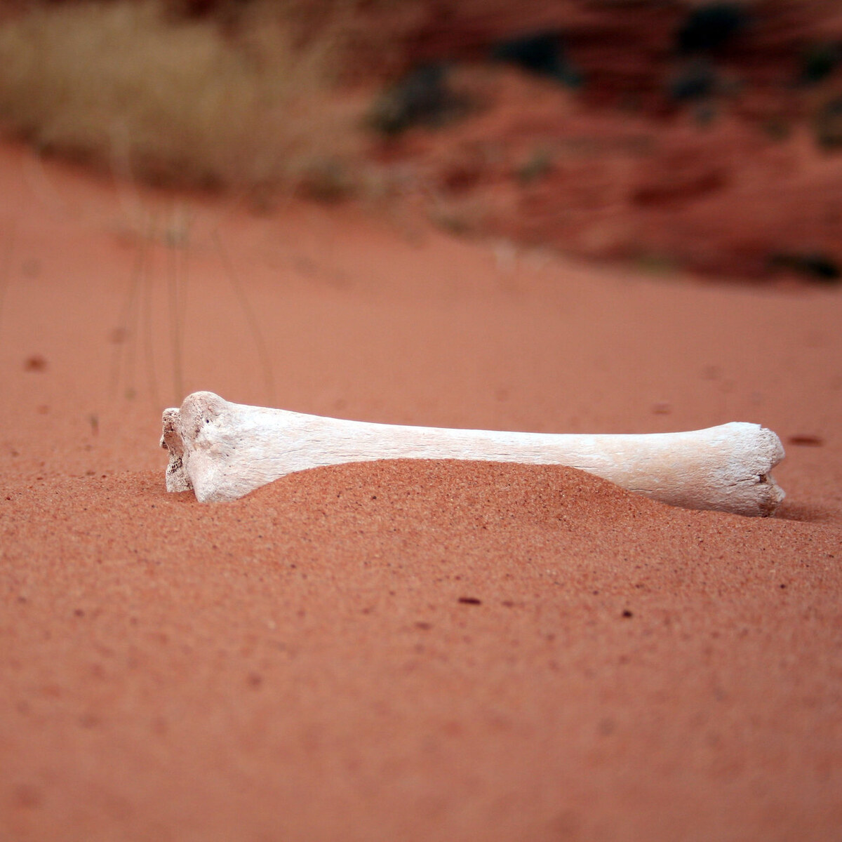 Photo of a bone in the desert