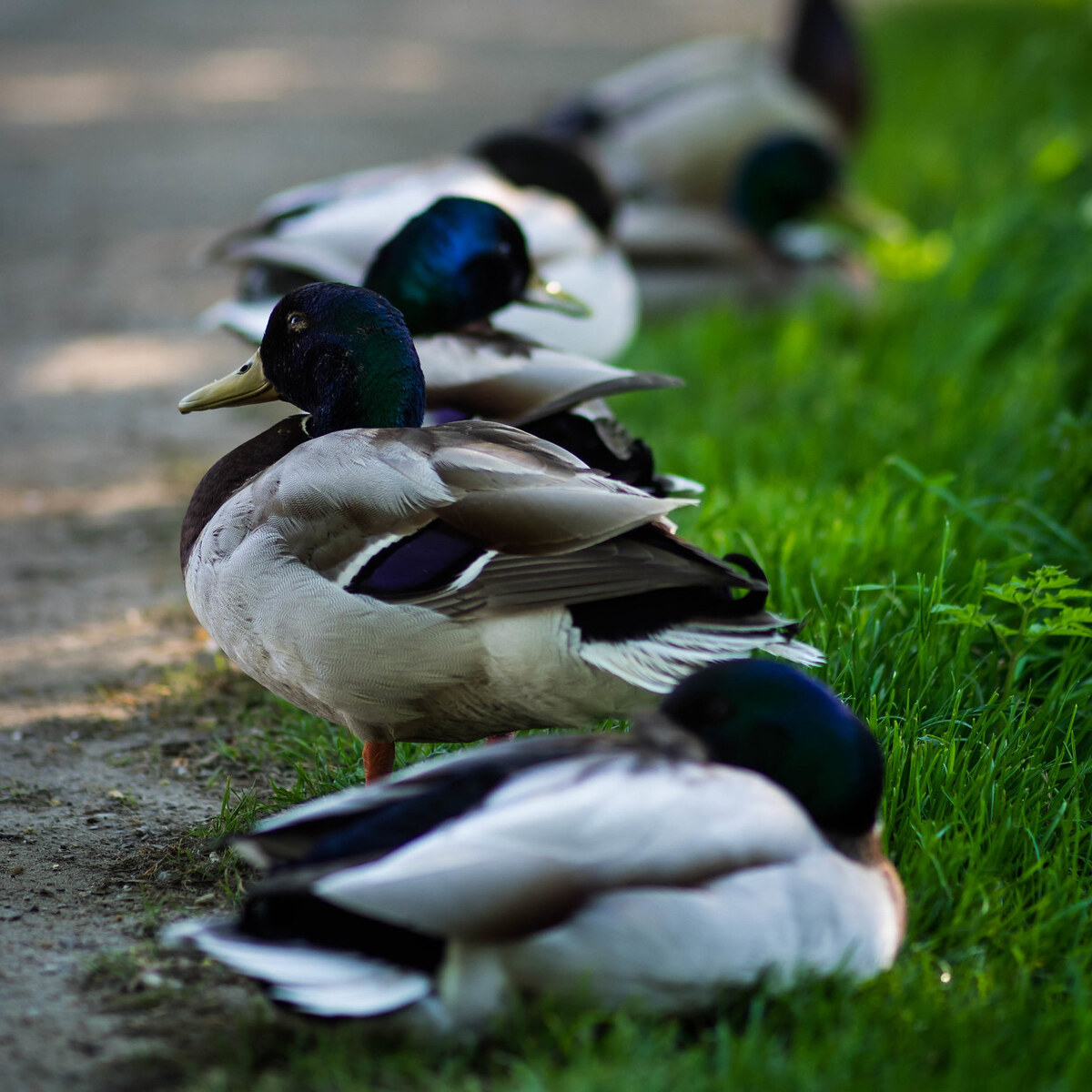 Photo of a row of ducks