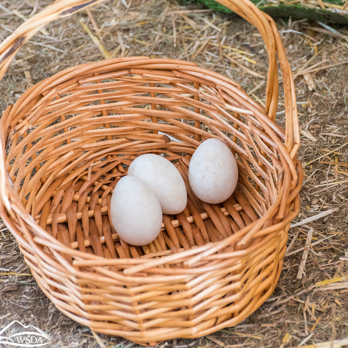 Photo of a basket of eggs