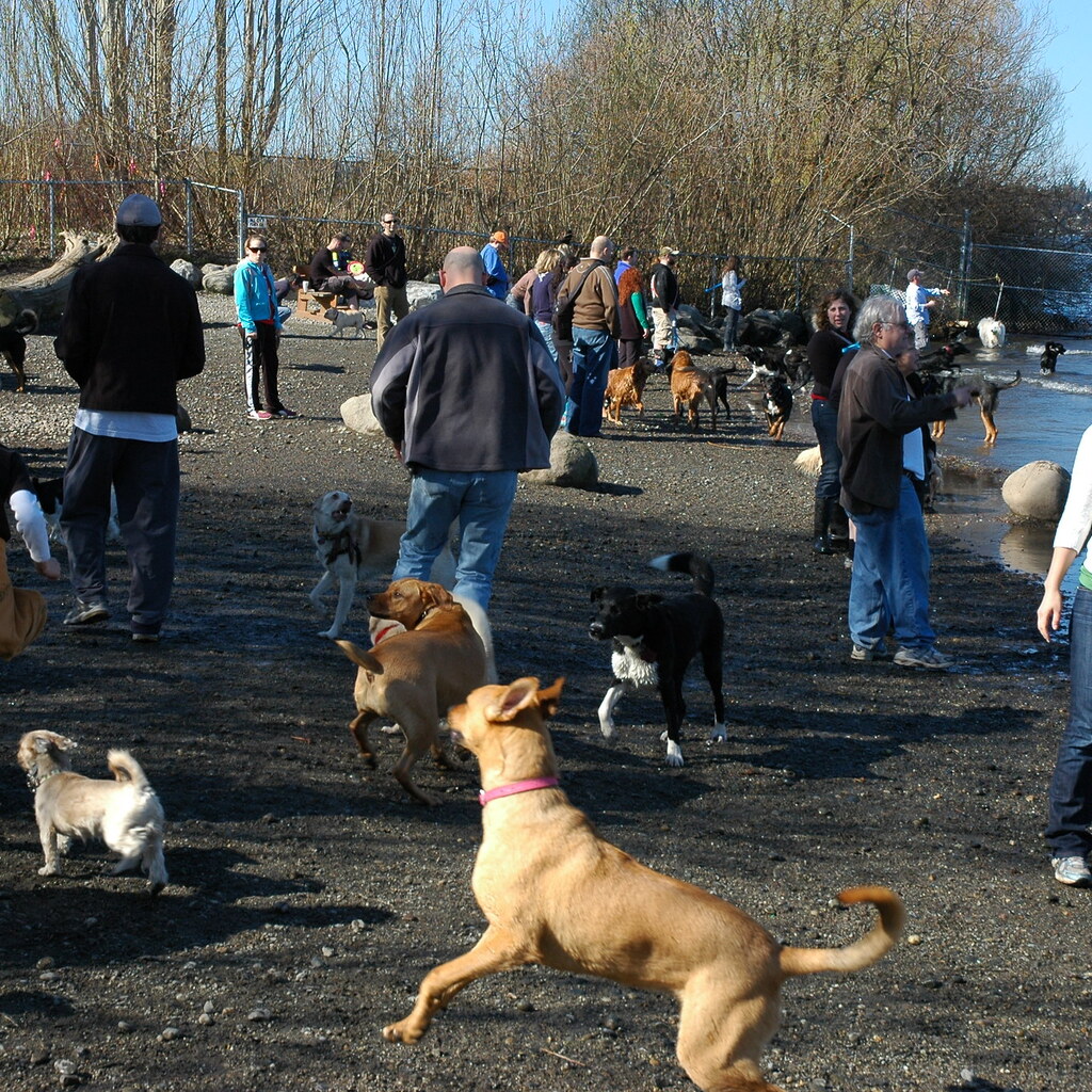 Photo of a dog park