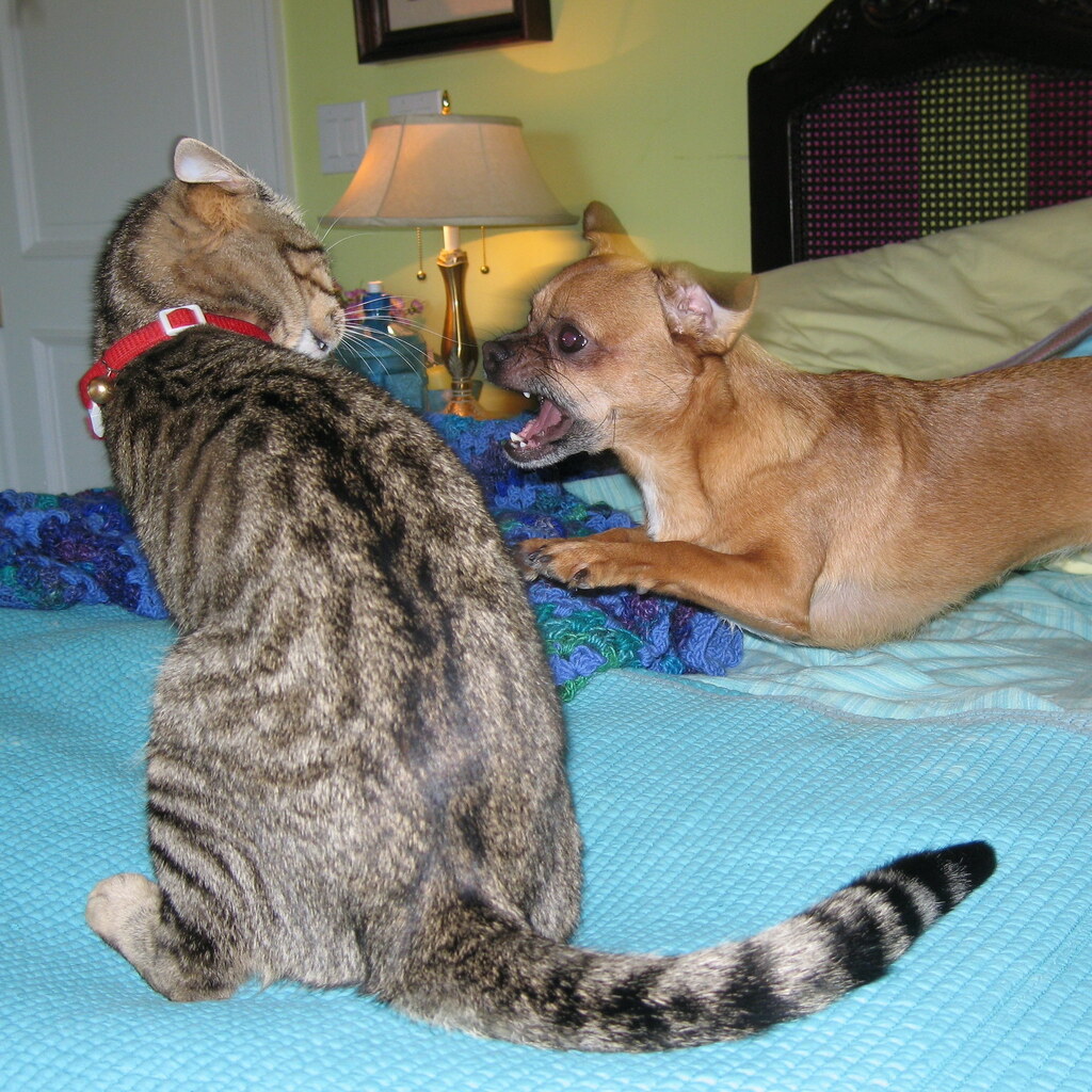 Photo of a cat and dog fighting