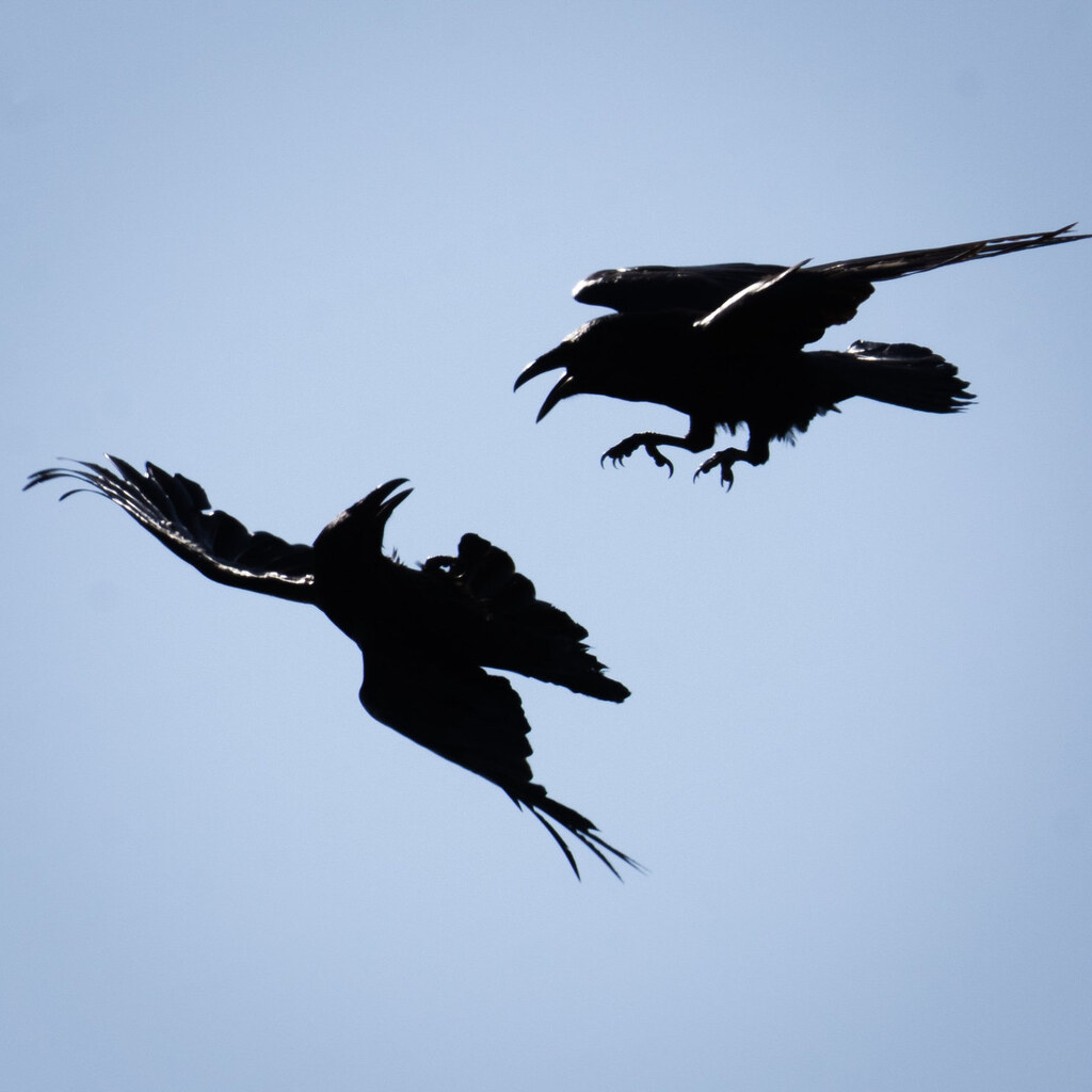 Photo of ravens fighting