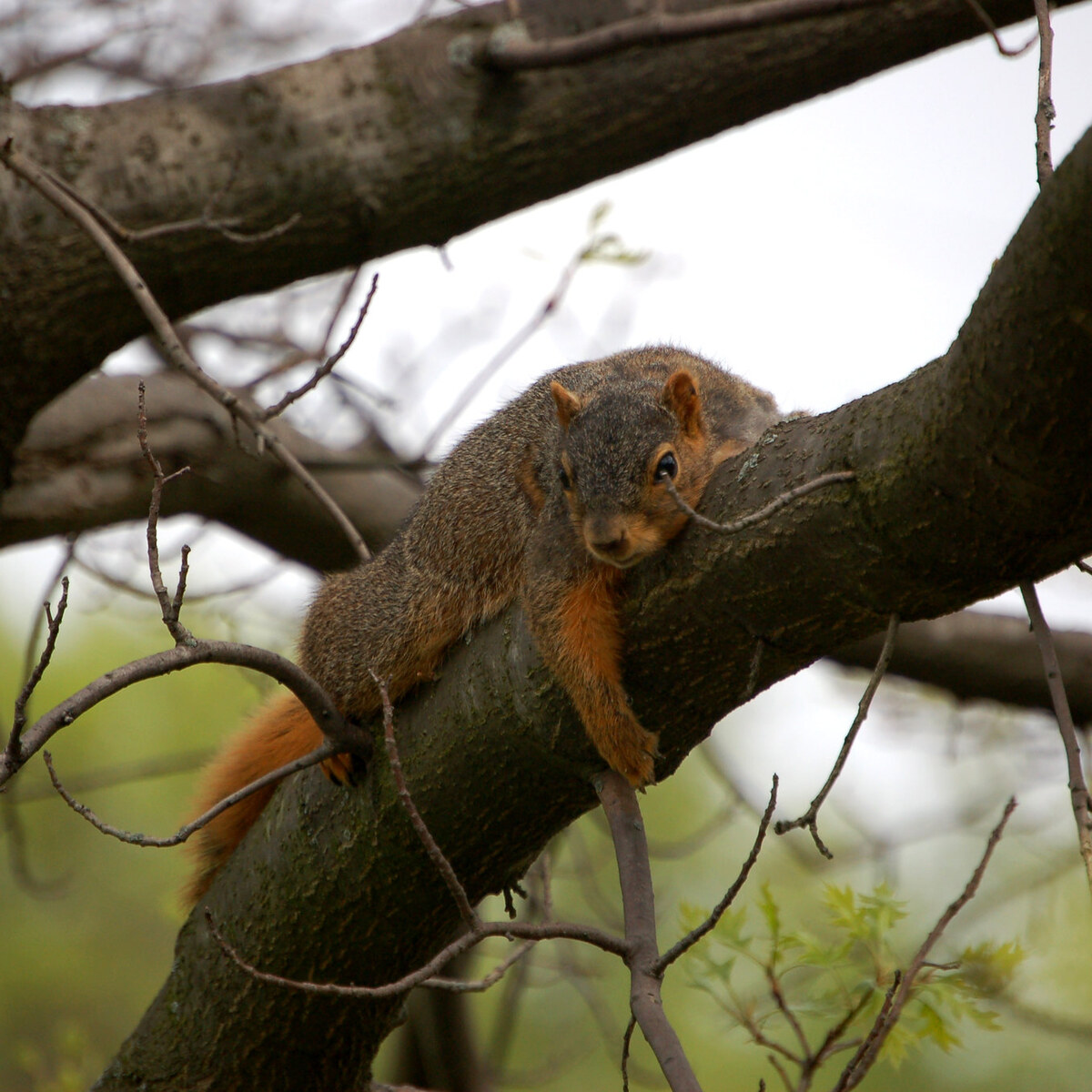 Photo of a squirrel in a tree