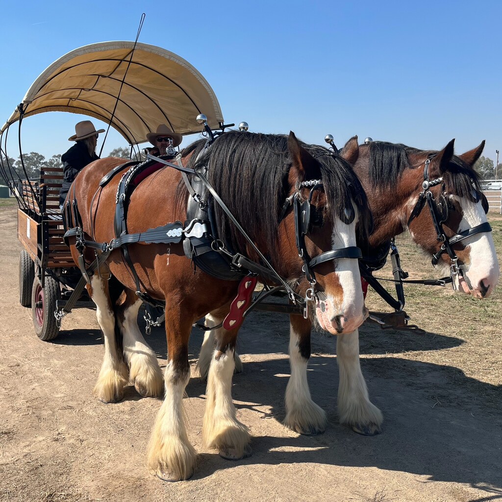 Photo of  two clydesdales and a wagon