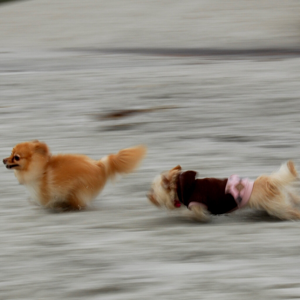 Photo of two dogs chasing each other