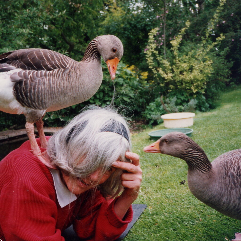 Photo of a woman being harassed by geese