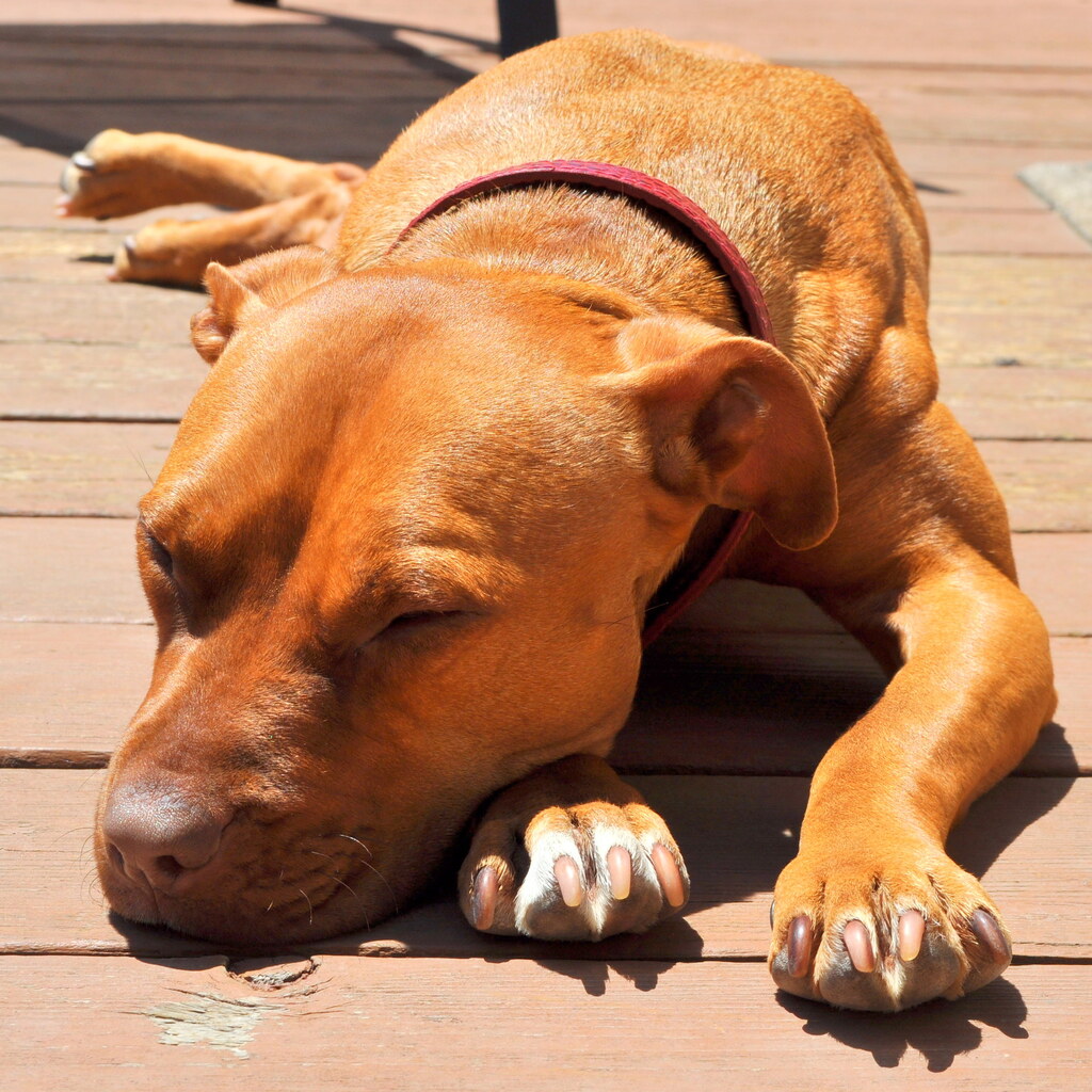 Photo of a sleeping dog